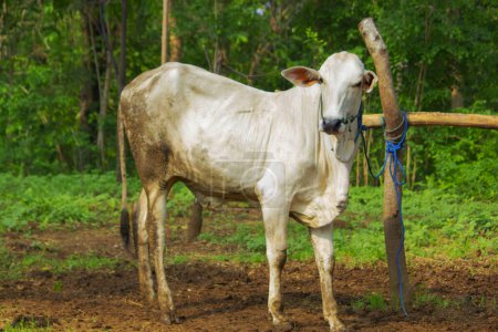 Photo for Ongole Crossbred cattle or Javanese Cow or White Cow or sapi peranakan ongole (PO) or Bos taurus is the largest cattle in Indonesia in traditional farm, Indonesia. Traditional livestock breeding - Royalty Free Image