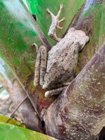 tree frog, four-lined tree frog, golden tree frog, (Polypedates leucomystax) on a tree branch. Animal. Amphibians.