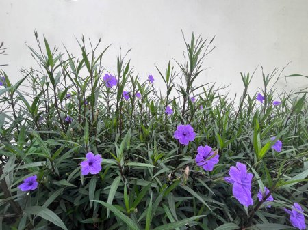 Ruellia simplex also known as Britton's wild petunia or Mexican petunia or Mexican bluebell on white background