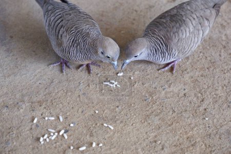 Deux colombes ZEBRA mangeant des grains de riz