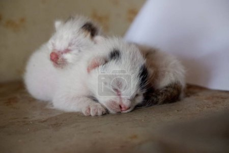 Two newborn white kittens were snuggling together.