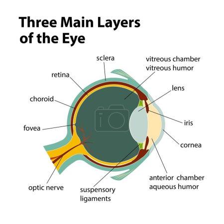 Téléchargez les illustrations : Three Main Layers of the Eye - en licence libre de droit