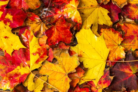 Téléchargez les photos : Feuilles d'érable d'automne colorées sur fond de bois foncé - en image libre de droit