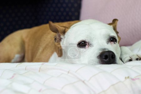 Foto de Lindo perro senior durmiendo en casa en la cama - Imagen libre de derechos