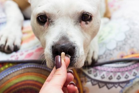 Foto de Owner giving medicine pill to his sick dog. Vitamins for happiness pets - Imagen libre de derechos