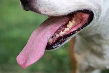 Photo for Dog and his tongue smile, open mouth - Royalty Free Image