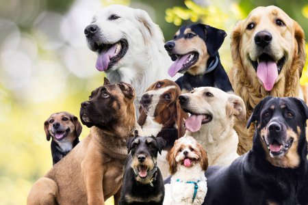 Foto de Gran grupo de diferentes razas de perros en un fondo de la naturaleza. Tema Animales de amistad - Imagen libre de derechos