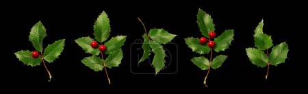 Photo for Collection of holly branches with berries. Christmas plants isolated on black background. - Royalty Free Image