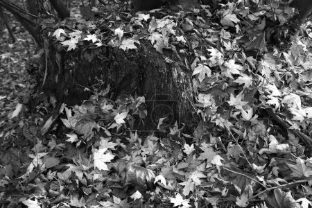 Téléchargez les photos : Belles feuilles d'érable en automne journée ensoleillée au premier plan et fond flou. No people, close up, copy space, macro. - en image libre de droit