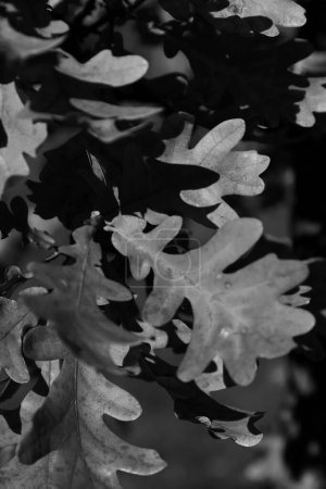Téléchargez les photos : Belles feuilles d'érable en automne journée ensoleillée au premier plan et fond flou. No people, close up, copy space, macro. - en image libre de droit