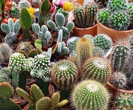 variété de cactus différents comme plein cadre