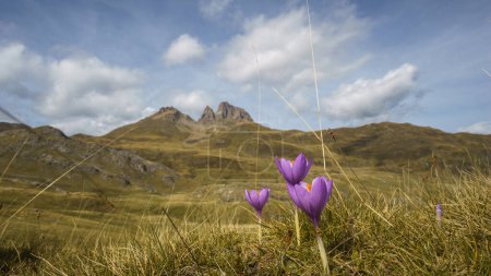 Téléchargez les photos : Pré avec une seule fleur sauvage violette Crocus d'automne ou Crocus nudiflorus dans les Pyrénées, Col du Pourtalet, Nouvelle-Aquitaine France - en image libre de droit