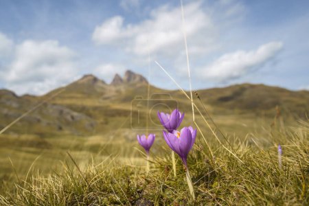 Téléchargez les photos : Pré avec une seule fleur sauvage violette Crocus d'automne ou Crocus nudiflorus dans les Pyrénées, Col du Pourtalet, Nouvelle-Aquitaine France - en image libre de droit
