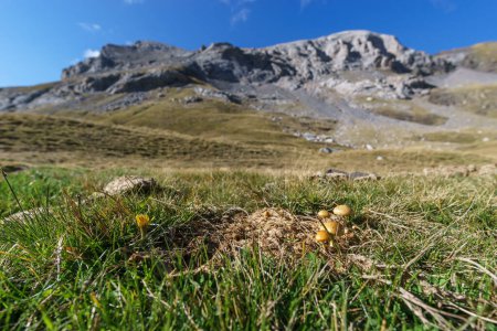 Photo for Yellow mushrooms growing out of a cow dung on a meadow in the pyrenees mountains - Royalty Free Image