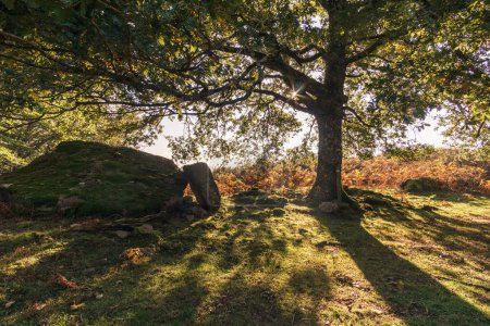 Foto de Árbol con piedra prehistórica de una tumba vieja en un día soleado de otoño en las montañas de los pirineos cerca de Beartzun, País Vasco, Navarra, España - Imagen libre de derechos