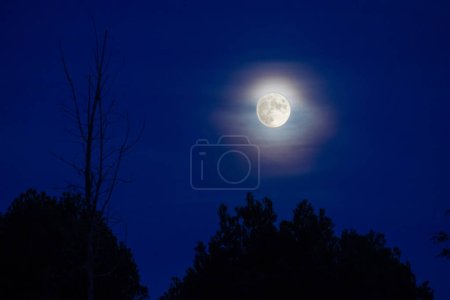 Blue night sky with full bright moon in the clouds over silhouette of trees