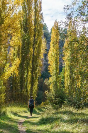 Téléchargez les photos : Le beau sentier avec randonneurs et peupliers en automne du parc naturel Hoces del Duraton près de Sepulveda, Ségovie, Espagne - en image libre de droit