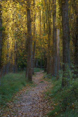 Téléchargez les photos : Le beau sentier avec des peupliers en sunliehgt doré pendant l'automne du parc naturel Hoces del Duraton près de Sepulveda, Ségovie, Espagne - en image libre de droit