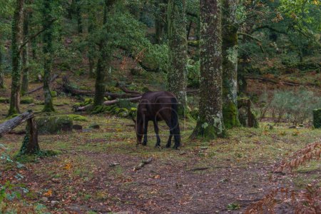 Téléchargez les photos : Cheval sauvage dans la forêt d'automne du parc national Peneda-Geres, Vilar da Veiga, Portugal - en image libre de droit