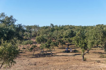 Foto de Plantación de alcornoques con corteza recién desmenuzada cerca de Evora, Alentejo, Portugal - Imagen libre de derechos