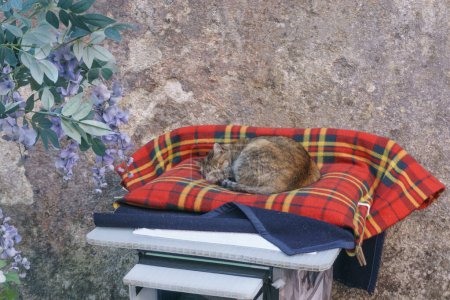 Photo for Cat laying on red tartan patterned pillow in the streets of Sintra, Portugal - Royalty Free Image