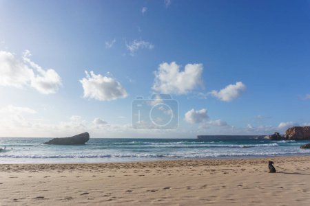 Foto de Perro esperando en la playa de Praia do Tonel, Sagres, Algarve, Portugal - Imagen libre de derechos