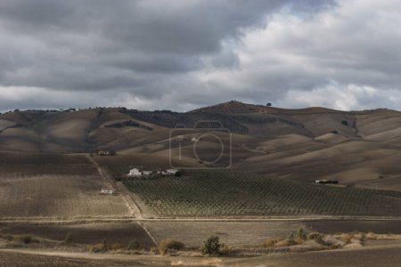Campo rústico de Andalucía formado por olivos y viñedos en las laderas de las montañas, Setenil de las Bodegas, Andalucía, España