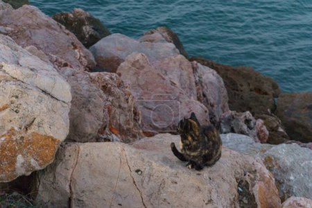 eine schwarz-gelb gestreifte Streunerkatze auf Felsen neben dem Meer