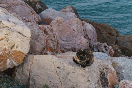 a black and yellow striped stray cat on rocks besides the sea