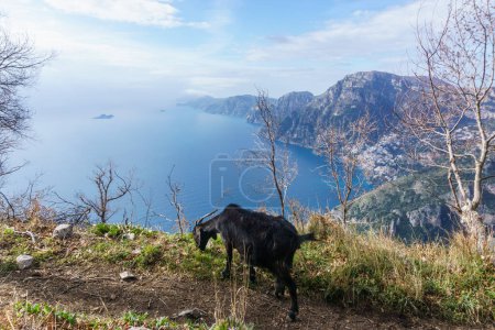 Cabras en el paso de montaña por encima de la ciudad de Positano en la costa de Amalfi, Italia.