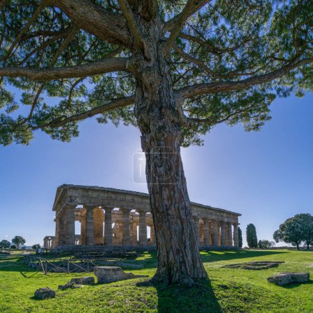 Temple d'Héra avec arbre devant le célèbre site archéologique de Paestum classé au patrimoine mondial de l'UNESCO, province de Salerne, Campanie, Italie