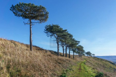Pine trees in a row besides a grass grown dirt road on a sunny day at Calabria, Italy
