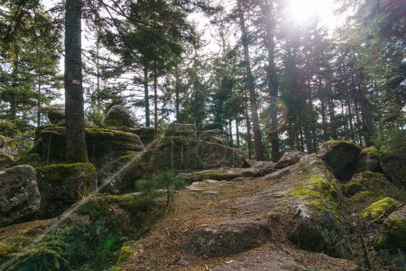 Hiking route through the forest with beautiful rocks in the Vosges Mountains on a sunny winter day, Alsace, France