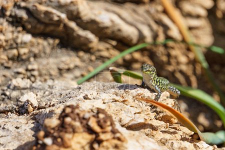 Sicilian wall lizard or Podarcis waglerianus on rocky terrain