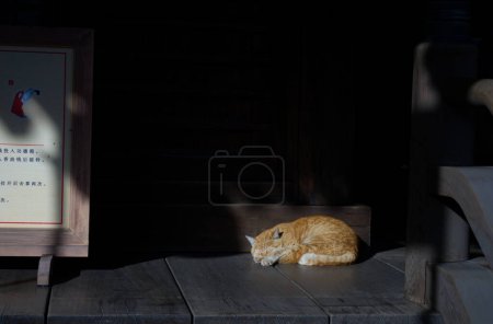 Foto de Un gato amarillo dorado está durmiendo en el suelo - Imagen libre de derechos