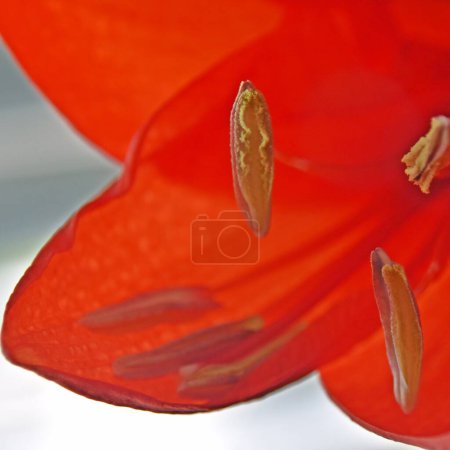 Photo for Close up of a red amaryllis blossom - Royalty Free Image