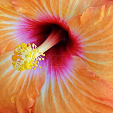 Téléchargez les photos : Gros plan d'une belle fleur d'Hibiscus orange - en image libre de droit