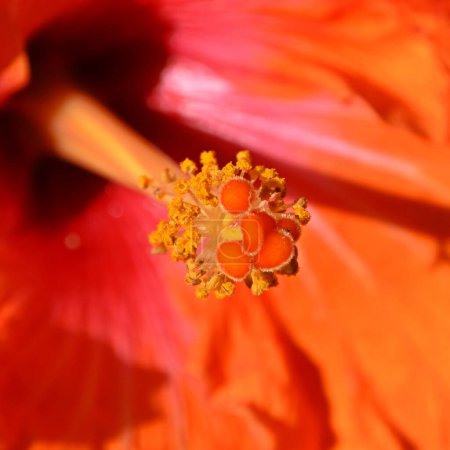 Téléchargez les photos : Gros plan d'une belle fleur d'Hibiscus orange - en image libre de droit