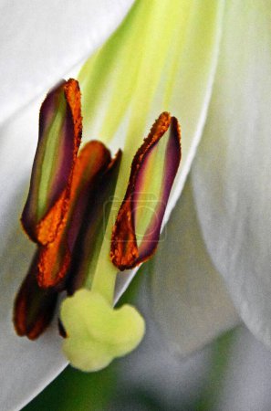 Photo for Close up of a white St Joseph's Lily blossom - Royalty Free Image