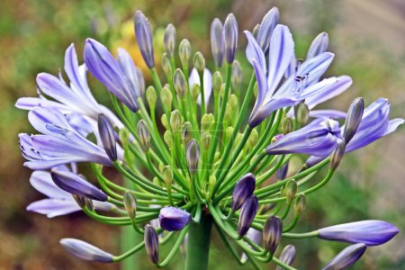 Gros plan sur les fleurs bleues d'Agapanthus