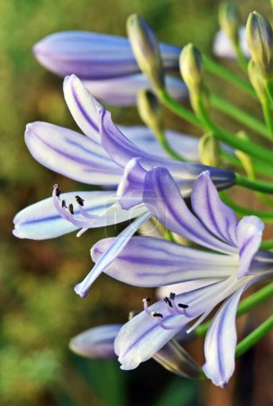Gros plan sur les fleurs bleues d'Agapanthus