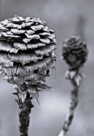 Close up of Protea Cones monochrome