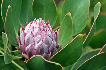 Close up of a beutiful Protea