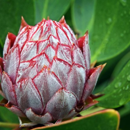 Close up of a beutiful Protea