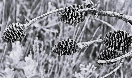 Close up of Protea Cones monochrome
