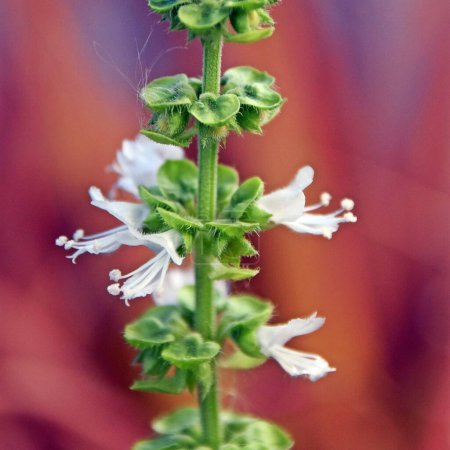 Close up of Basil flowers