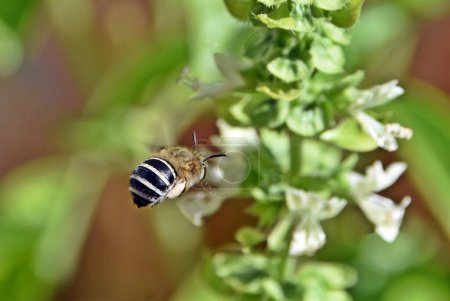 Nahaufnahme einer Bienenfliege und Basilikumblüten