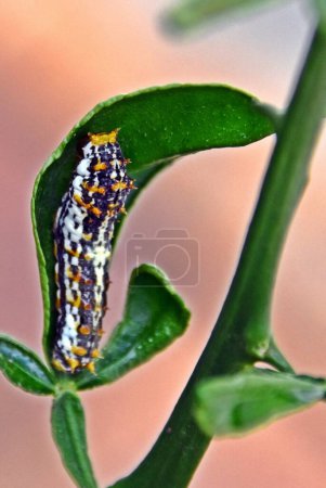 Close up of a King Page Swallowtail Caterpillar
