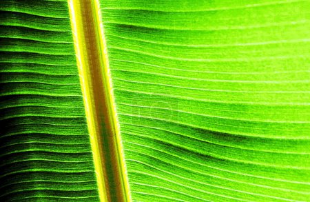 Foto de Primer plano de un nuevo medio mixto de hojas de plátano - Imagen libre de derechos