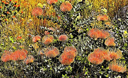 Landscape with Pincushion Proteas and Finebos mixed media